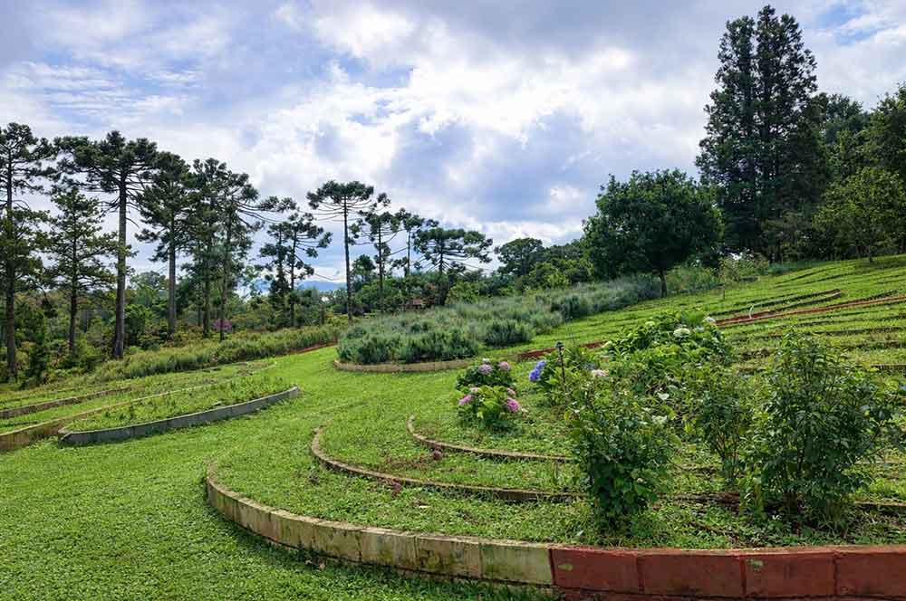 Cultivo de plantas no sítio